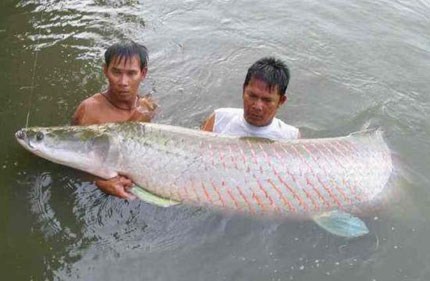 Kỳ công nuôi cá cảnh nặng… 2 tấn