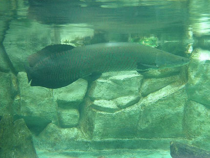 	Con cá hải tượng trong bể cá nhà anh Hùng.