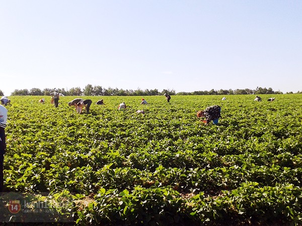 Cận cảnh công việc thu hoạch dâu mùa hè của SV Việt tại Nga 4