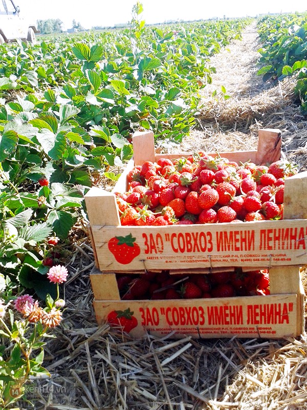 Cận cảnh công việc thu hoạch dâu mùa hè của SV Việt tại Nga 8