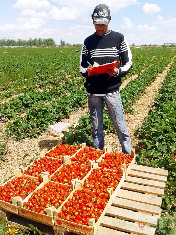 Cận cảnh công việc thu hoạch dâu mùa hè của SV Việt tại Nga 11