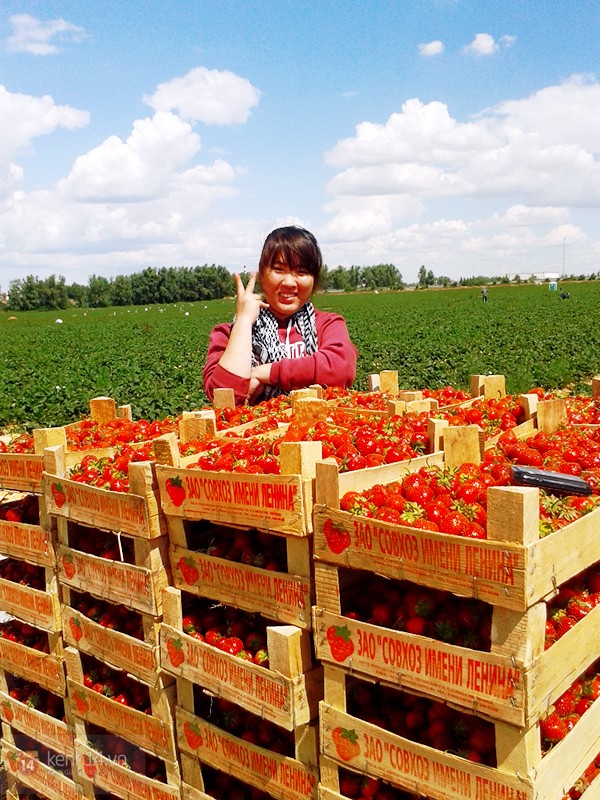 Cận cảnh công việc thu hoạch dâu mùa hè của SV Việt tại Nga 14