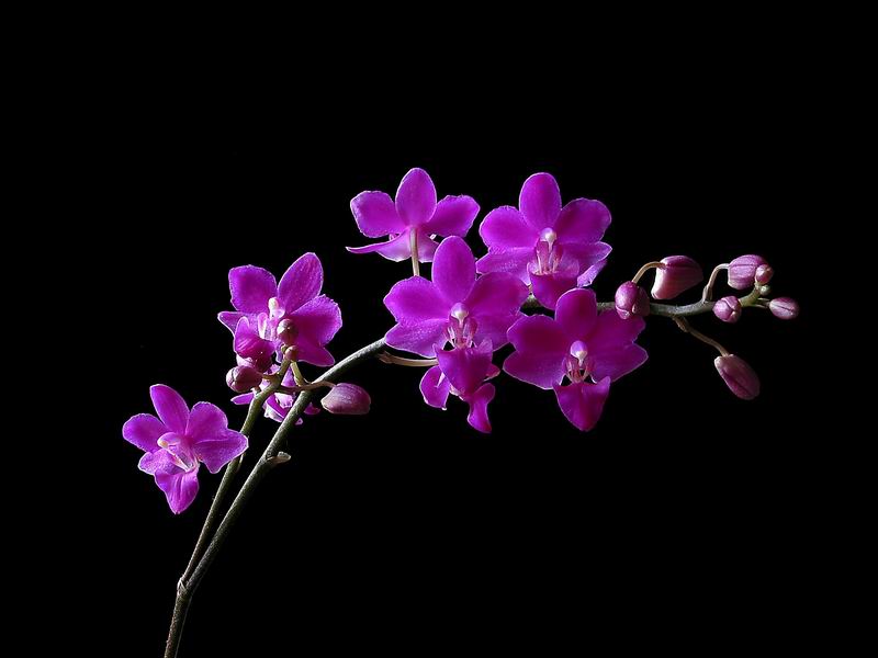 10 loài hoa có thể tặng khi bạn "phải lòng" nàng