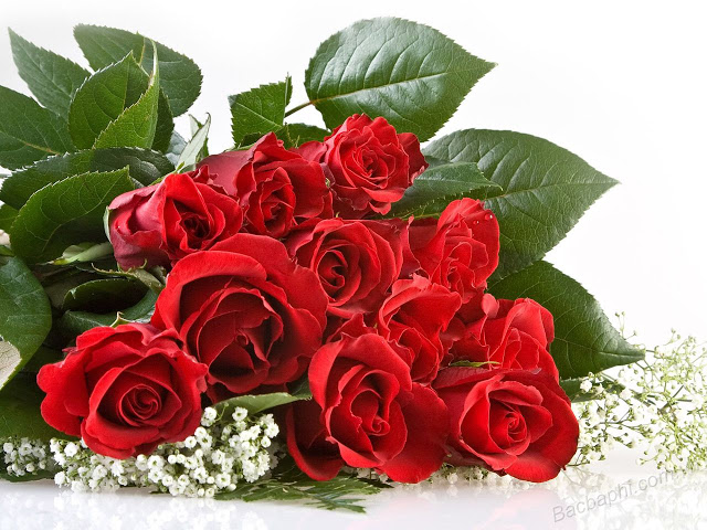 10 loài hoa có thể tặng khi bạn "phải lòng" nàng