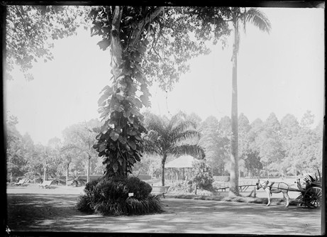 
	Thảo Cầm Viên Sài Gòn, 1895.