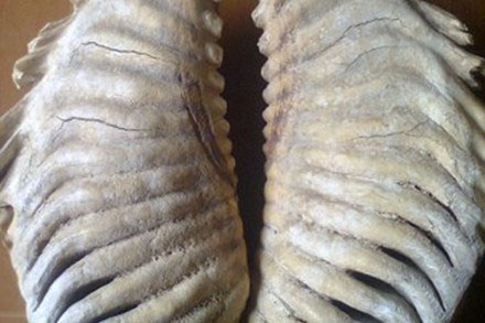 
	Hàm răng voi dài 60cm nghi là của voi mamút.