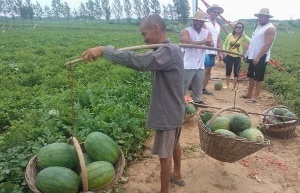 Các siêu lực sỹ choáng váng trước tài vác dưa hấu của nông dân 5