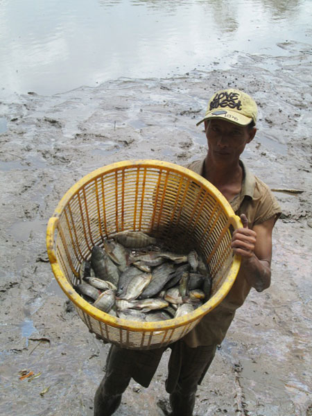 Kênh rạch tràn ngập cá rô phi