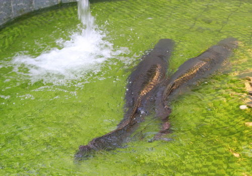 Đàn cá khổng lồ bơi trong hồ ở Sài Gòn