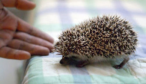 Nhím kiểng có tên tiếng Anh là Hedgehog, nhím kiểng có xuất xứ châu Á, châu Âu, châu