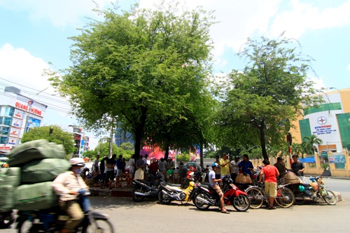 
	Ngay trung tâm Sài Gòn, bên hông Thuận Kiều Plaza có một góc phố nhỏ chuyên bán sâu bọ, côn trùng. Chợ tự phát rộng chưa đến 30m2.