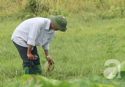 Người Hà Nội rủ nhau đi săn đỉa