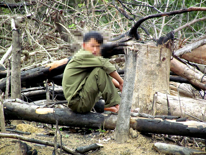 Rừng xanh thành... rừng đen