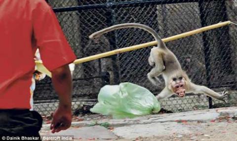 Gấu, khỉ ‘điên’ tấn công người ở Ấn Độ