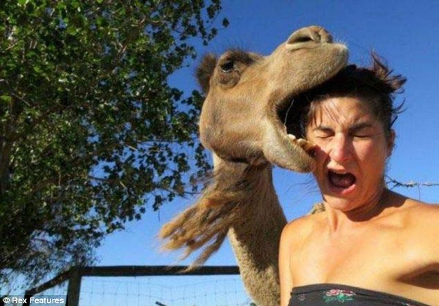 Tasty nibble: A hungry camel decides this woman's head looks like a viable option for lunch 