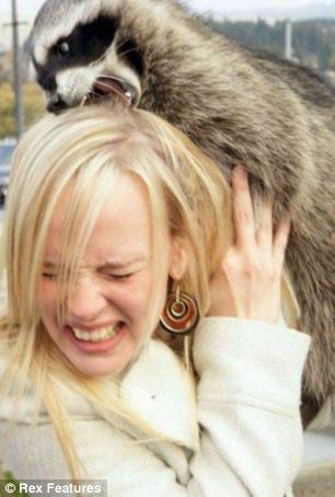  Raccoon attacks woman