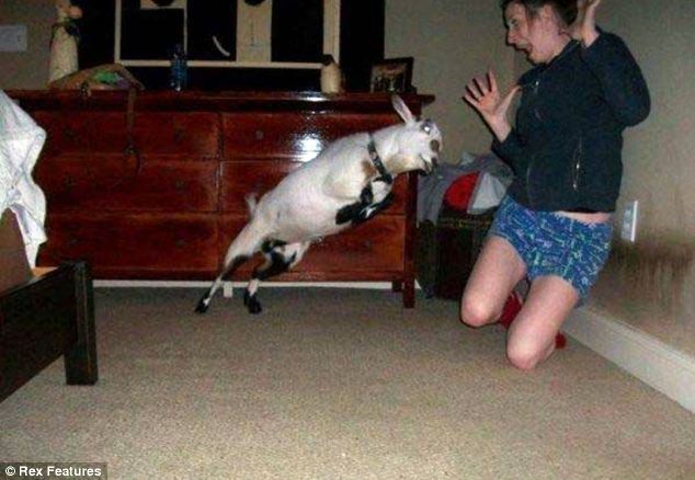 Goat kid attacks woman