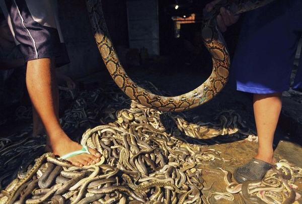 Rợn tóc gáy thăm quan lò giết mổ rắn ở Indonesia