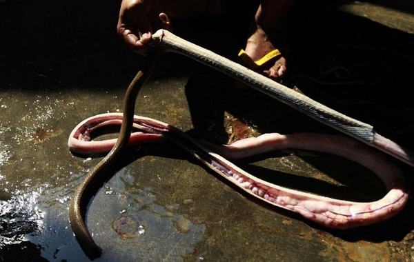 Rợn tóc gáy thăm quan lò giết mổ rắn ở Indonesia