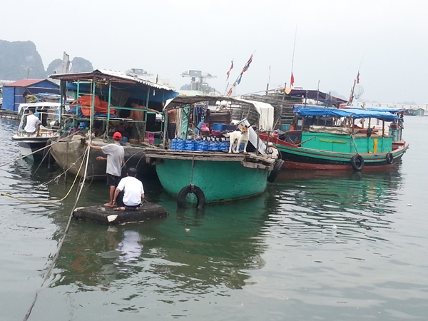 Người dân sống tại làng chài bến Do, TP Cẩm Phả, neo buộc và khẩn trương phòng chống bão số 5 - Ảnh chụp trưa ngày 2/8
            ẢNH: THÀNH DUY
            