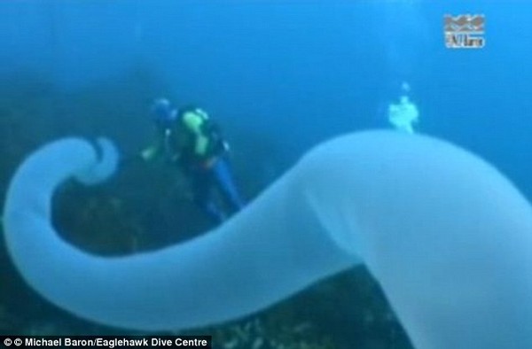 Phát hiện con sâu biển khổng lồ dài 30m có thân hình tự phát sáng 1