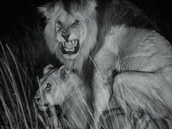 Cuộc sống "giết chết lẫn nhau" của sư tử châu Phi 2