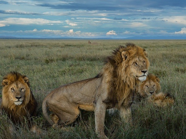 Cuộc sống "giết chết lẫn nhau" của sư tử châu Phi 4