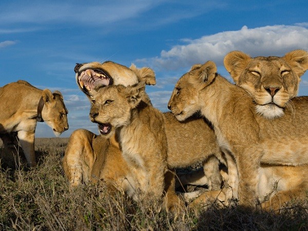 Cuộc sống "giết chết lẫn nhau" của sư tử châu Phi 5