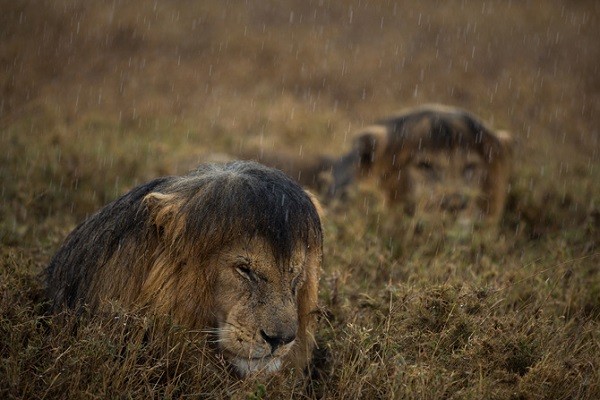Cuộc sống "giết chết lẫn nhau" của sư tử châu Phi 7