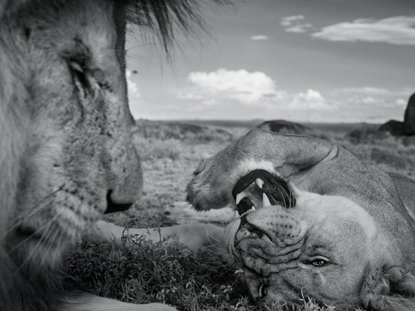Cuộc sống "giết chết lẫn nhau" của sư tử châu Phi 8
