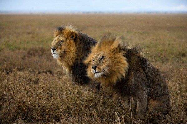 Cuộc sống "giết chết lẫn nhau" của sư tử châu Phi 9