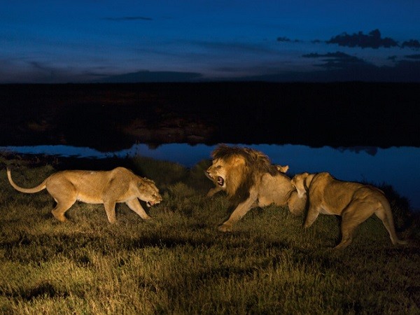 Cuộc sống "giết chết lẫn nhau" của sư tử châu Phi 10