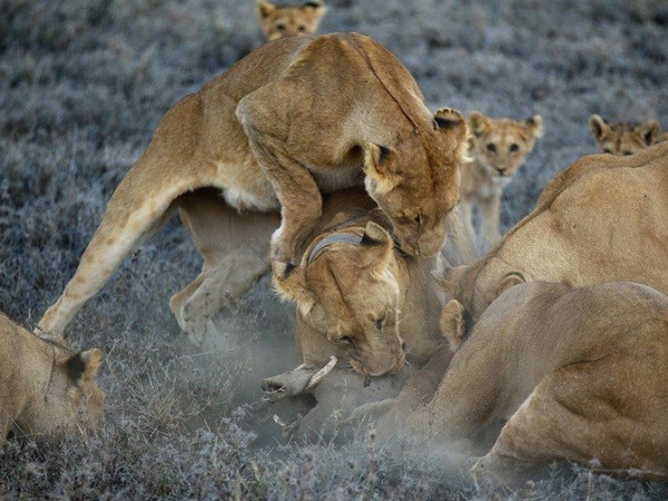 Cuộc sống "giết chết lẫn nhau" của sư tử châu Phi 11