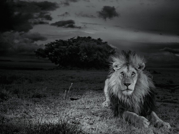 Cuộc sống "giết chết lẫn nhau" của sư tử châu Phi 13