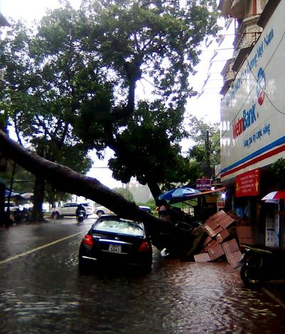 	Vào lúc 13g30 hôm nay, tại số 7 Nguyễn Biểu, quận Ba Đình, Hà Nội, một cây xà cừ lớn ngã đổ đã đè bẹp một chiếc ô tô đỗ ngay tại đó. (Ảnh: Tuổi trẻ)