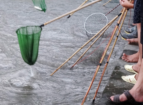Hà Nội xả nước vào nội thành, người dân vợt bắt hàng tạ cá 
