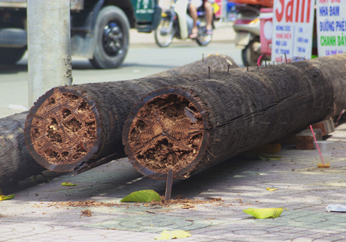 Những cột điện gỗ nguy hiểm chết người ở Sài Gòn