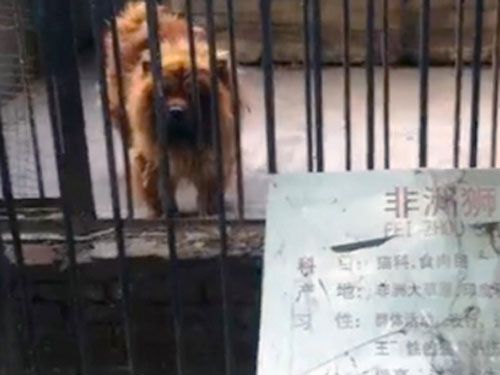 Sở thú Trung Quốc dùng chó 'đóng giả' sư tử