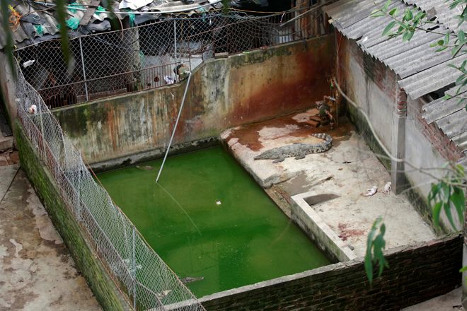 
	Nhìn từ trên cao tại khu vực cầu Thăng Long, người chủ trang trại đã chia nhỏ những khu nuôi gia súc khác nhau, đặc biệt có khu nuôi cá sấu với 8 con tất cả. Người làm thuê tại đây cho biết, nuôi đến khi đủ tuổi sẽ mang bán cho các nhà hàng.