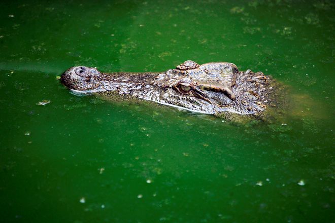 
	Một trong 8 con cá sấu trong bể nước tại trang trại.