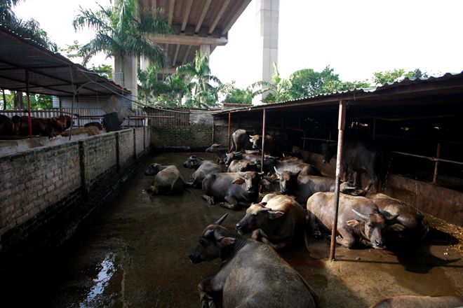 
	Ở ngay cửa vào trang trại là khu vực trâu bò nuôi lấy thịt. Phía trên không là đường dẫn lên cầu Thăng Long. Toàn bộ khu trang trại tách biệt với thế giới bên ngoài.