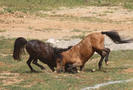 Lần đầu tiên có giải “chọi” ngựa ở Hà Giang