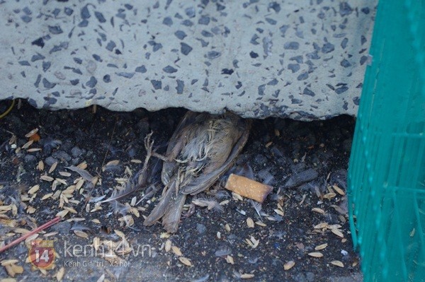 Xót xa cái chết của những con chim phóng sinh trong mùa Vu Lan 9