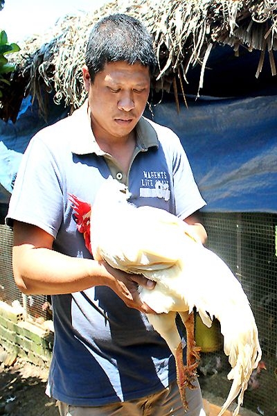 gà, đặc sản