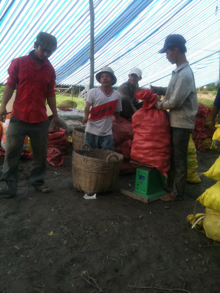 Hoạt động mua bán khoai lang tím của người đi mót tại điểm thu mua ở xã Thuận An, huyện Bình Minh.  