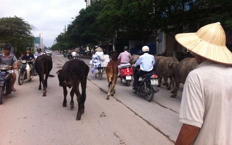 Trâu bò tung tăng 'dạo phố' Hà Nội