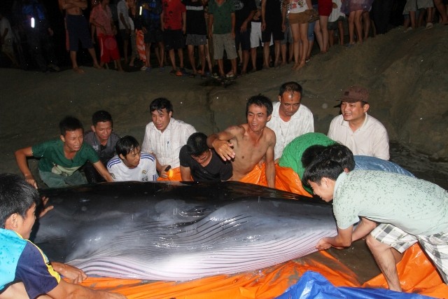 2 giờ giải cứu 'ông cá voi' 3 tấn ở Cô Tô