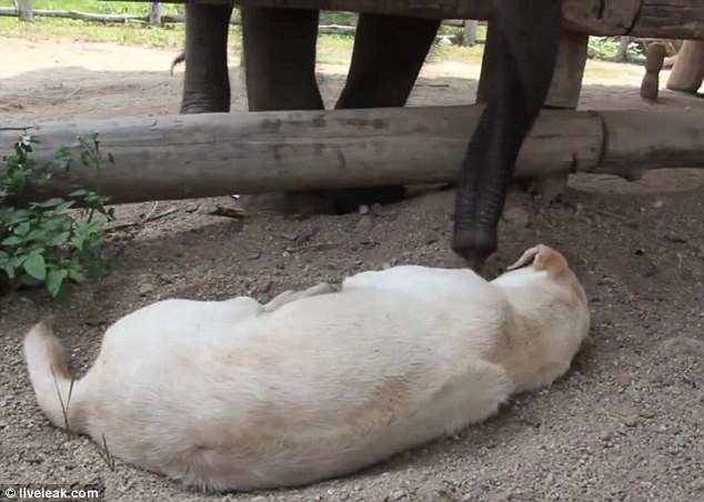 The cheeky elephant, filmed in Northern Thailand, tries a number of tactics to wake up his tuckered friend, who seems to be oblivious as he continues to sleep through them all