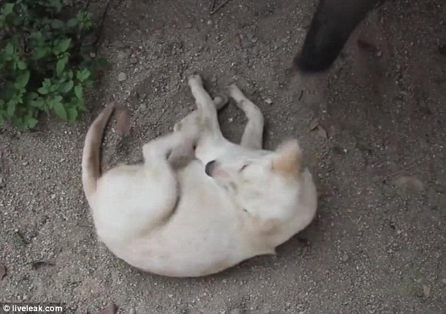 But after a brief stir, the Labrador remains stubbornly asleep