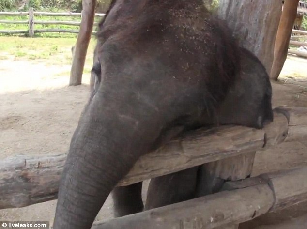 Putting one leg on the fence of his enclosure, the elephant leans over even further to inspect the little animal, apparently considering his next move